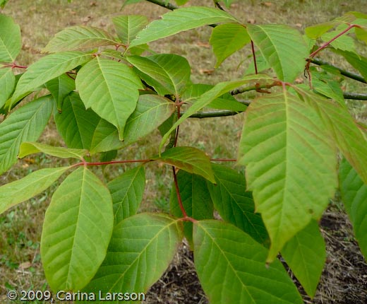 Acer henryi